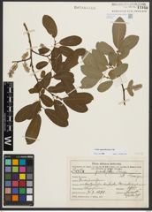 Foto von Salix appendiculata Vill.